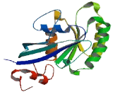 RAB6C, Member RAS Oncogene Family (RAB6C)