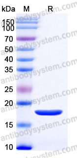 AHC44302, SDS-PAGE
