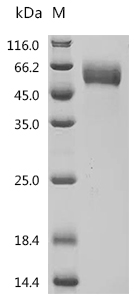 SDS-PAGE