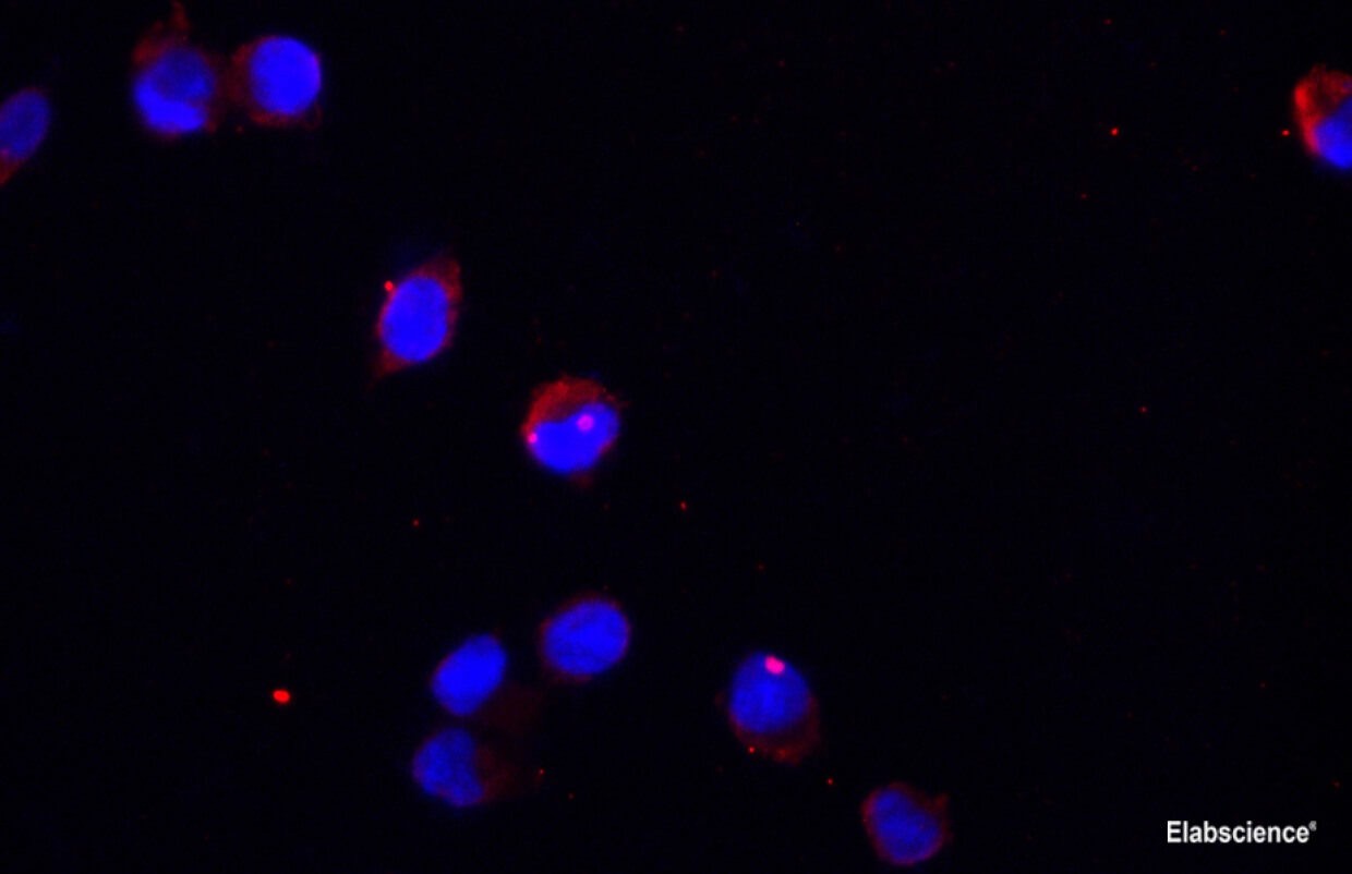 Валидация Elabscience E-AB-48016