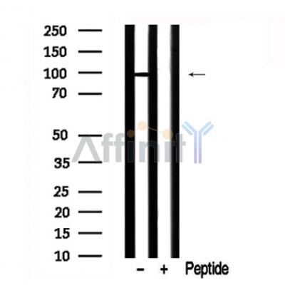 Валидация Affinity AF7622 - 4293