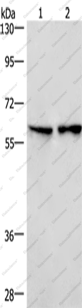 Вестерн-блоттинг, CD244, клетки Lovo и ткань легкого мыши