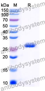 YMN37701, SDS-PAGE