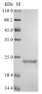 SDS-PAGE