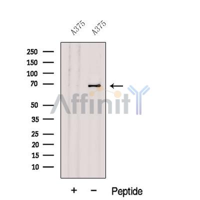 Валидация Affinity DF12621 - 7252