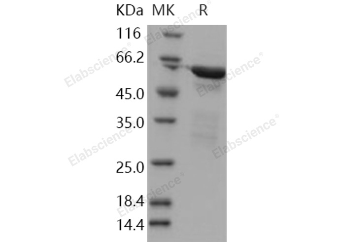 Валидация Elabscience PKSH030921(1750)