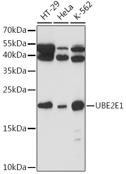 Валидация Elabscience E-AB-90715