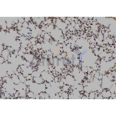 Валидация Affinity AF6102 - 3309