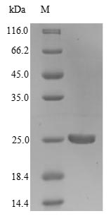 SDS-PAGE