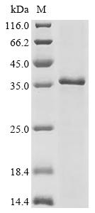 SDS-PAGE