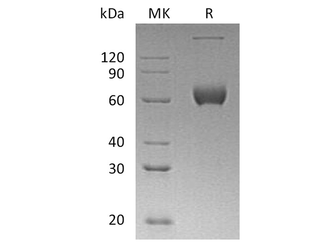Валидация Elabscience PKSH032380(2864)