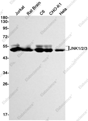 Вестерн-блоттинг, JNK1/2/3, клетки Jurkat, мозг крысы, C6, CHO-K1, HeLa