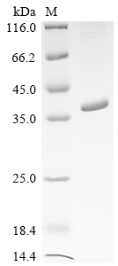 SDS-PAGE