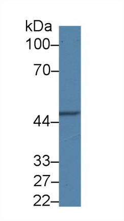 10031