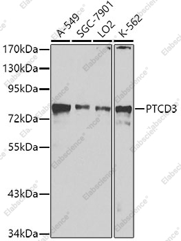 Вестерн-блоттинг, PTCD3, различные клеточные линии