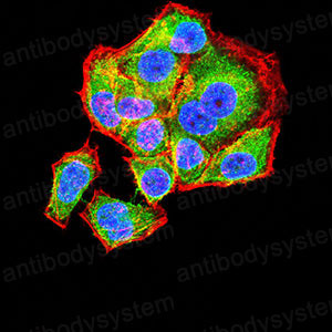 Валидация IF - AntibodySystem RHE25603