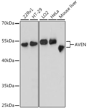 Валидация Elabscience E-AB-64372