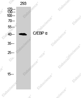 Вестерн-блоттинг, CEBP alpha, клетки 293T