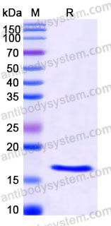 AHC34701, SDS-PAGE