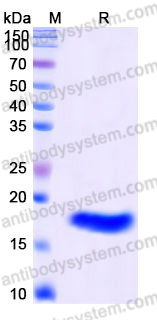 AHJ69602, SDS-PAGE
