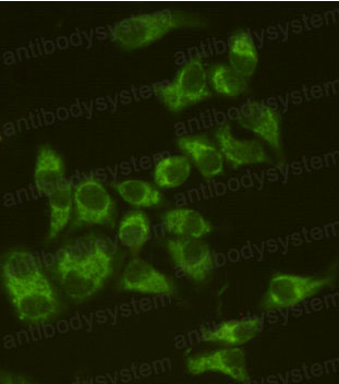 Валидация IF - AntibodySystem RHB76002