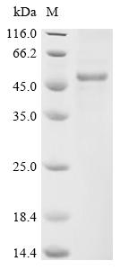 SDS-PAGE
