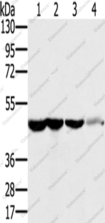 Вестерн-блоттинг, RNH1, клетки HT-29, ткань почки человека, клетки Lo2, ткань печени человека, ткань мозга плода человека