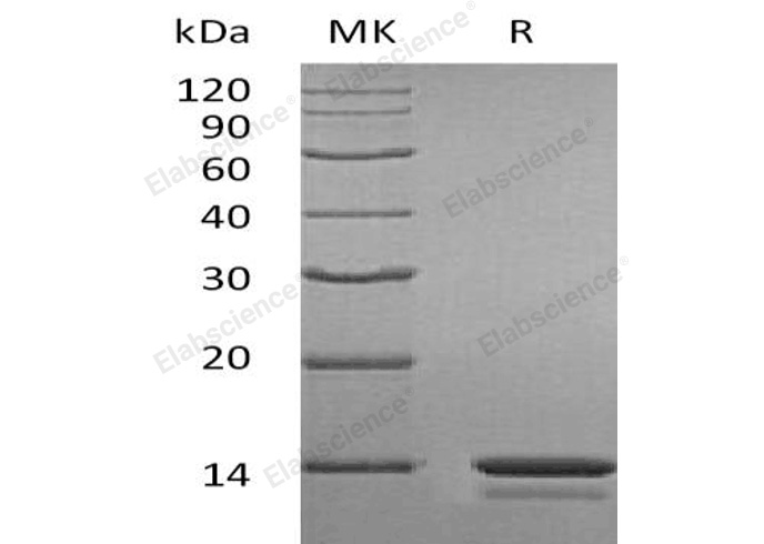 Валидация Elabscience PKSH032320(2811)