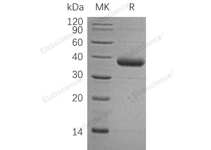 Валидация Elabscience PKSH032134(2668)
