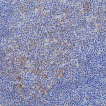 Валидация AntibodySystem RHC45305