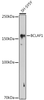 Валидация Elabscience E-AB-91541