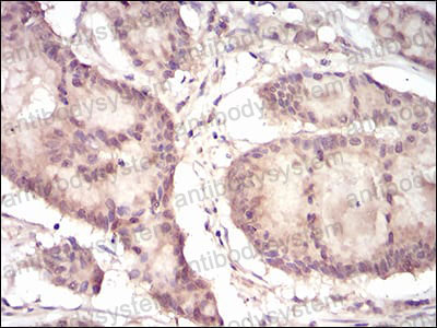 Валидация AntibodySystem RHF60202 (2583)