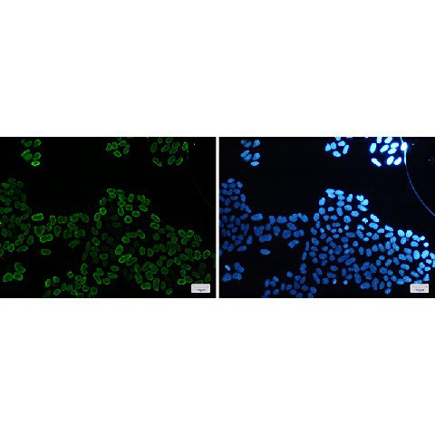 Валидация Elabscience E-AB-81553