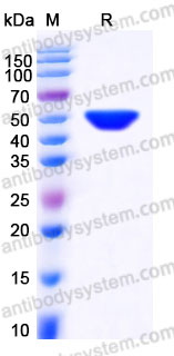 EHA69001, SDS-PAGE