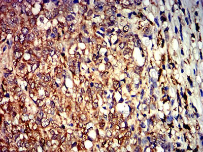 Валидация AntibodySystem RHC06002