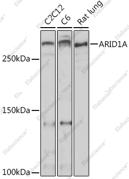 Вестерн-блоттинг, ARID1A, различные клеточные линии