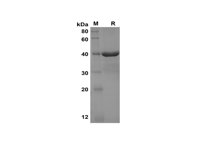 Валидация Elabscience PDEH100586(98)