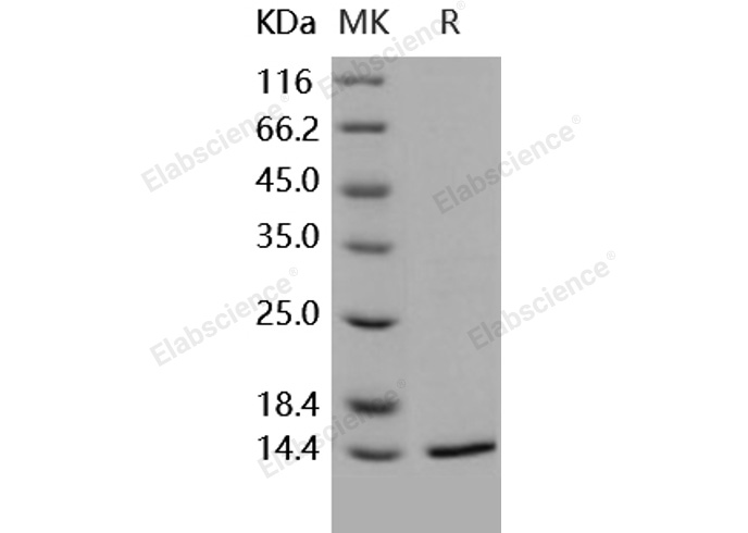 Валидация Elabscience PKSH031719(2359)