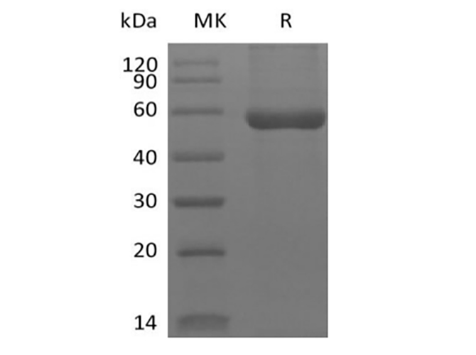 Валидация Elabscience PKSH034048(4278)