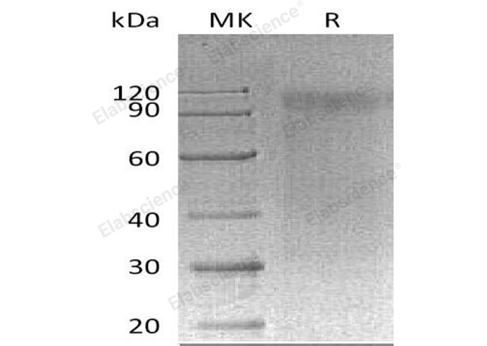Валидация Elabscience PKSM041146(5058)