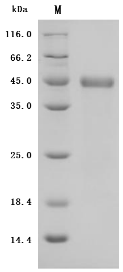SDS-PAGE
