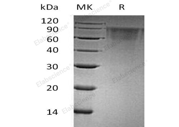 Валидация Elabscience PKSH033111(3473)