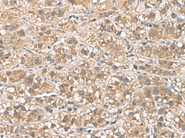 Валидация Elabscience E-AB-53028