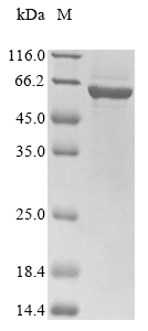 SDS-PAGE
