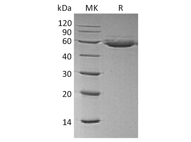 Валидация Elabscience PKSH033803(4074)