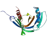 SHC-Transforming Protein 1 (SHC1) SHC-Transforming Protein 1 (SHC1)