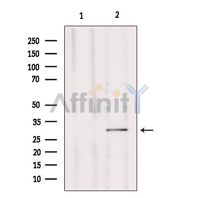 Валидация Affinity DF9095 - 21388