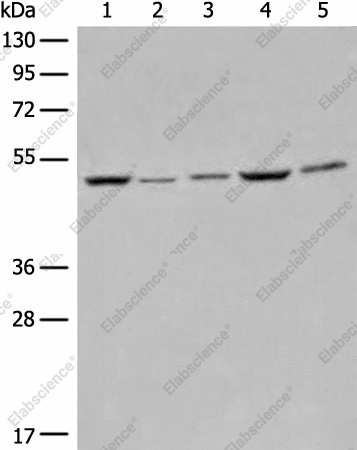 Вестерн-блоттинг, EIF4A3, клетки Raji, HeLa, A549, HEPG2 и 231