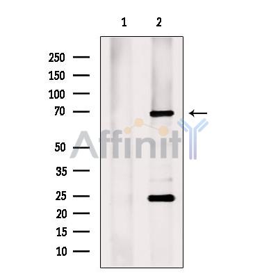 Валидация Affinity DF8859 - 20946