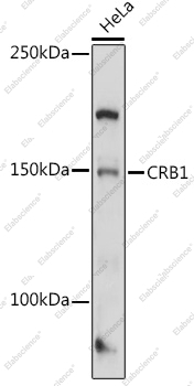 Вестерн-блоттинг, CRB1, клетки HeLa